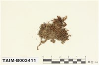 藏品(羽蘚科)的圖片